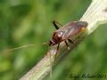 Adelphocoris ticinensis